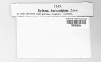 Auriscalpium vulgare image